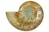 Cut & Polished Ammonite Fossil (Half) - Madagascar #369604-1